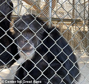 Eine andere Schimpansenfamilie namens Sunshine Seven lebte mit Vanilla an der Wildlife Waystation und wurde in das Zentrum für Menschenaffen gebracht, nachdem sie in kleinen Gehegen gelebt hatte, was die Rettung durch die Aufnahme der traurig aussehenden Primaten in den klaustrophobischen Käfigen zeigte