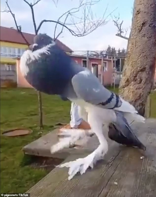 Eine „mutierte Taube“ mit verlängerten Beinen hat in den sozialen Medien für große Verunsicherung gesorgt