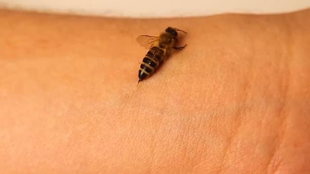 Bienenstichgift enthält Proteine, die Hautzellen und das Immunsystem beeinflussen und Schmerzen und Schwellungen im Stichbereich verursachen (Dateibild)