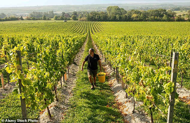 Mehr als die Hälfte der französischen Weintrinker gaben an, dass sie Wein aus Chapel Down in Kent bevorzugen (Aktenfoto: Ein Weinberg in Chapel Down in Kent)