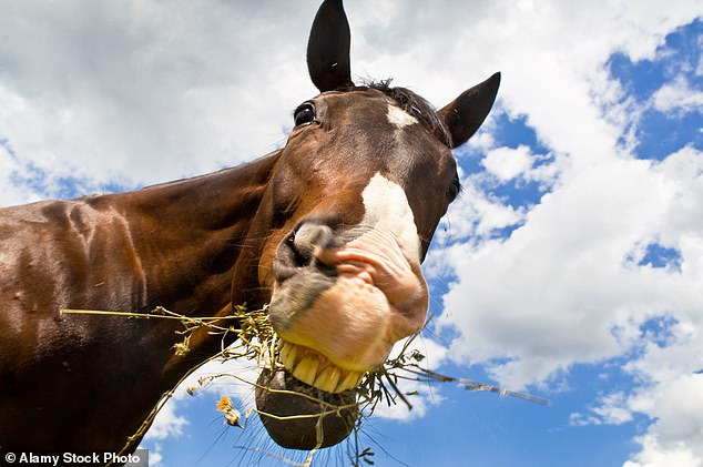 Laut einer Studie haben Pferde unterschiedliche Gesichtsausdrücke für Enttäuschung und Frustration
