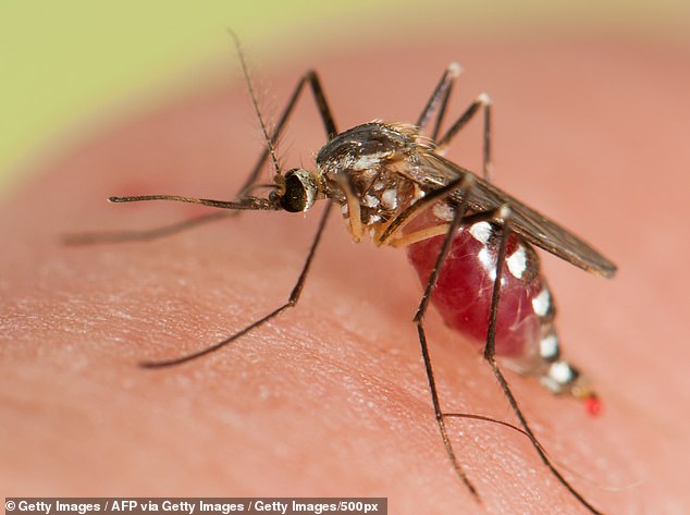 Experten warnen, dass Mücken in den USA immer häufiger auftreten und die Gefahr besteht, dass innerhalb des Jahrzehnts eine weitere durch Mücken übertragene Krankheit das Land erreichen könnte (Archivbild)
