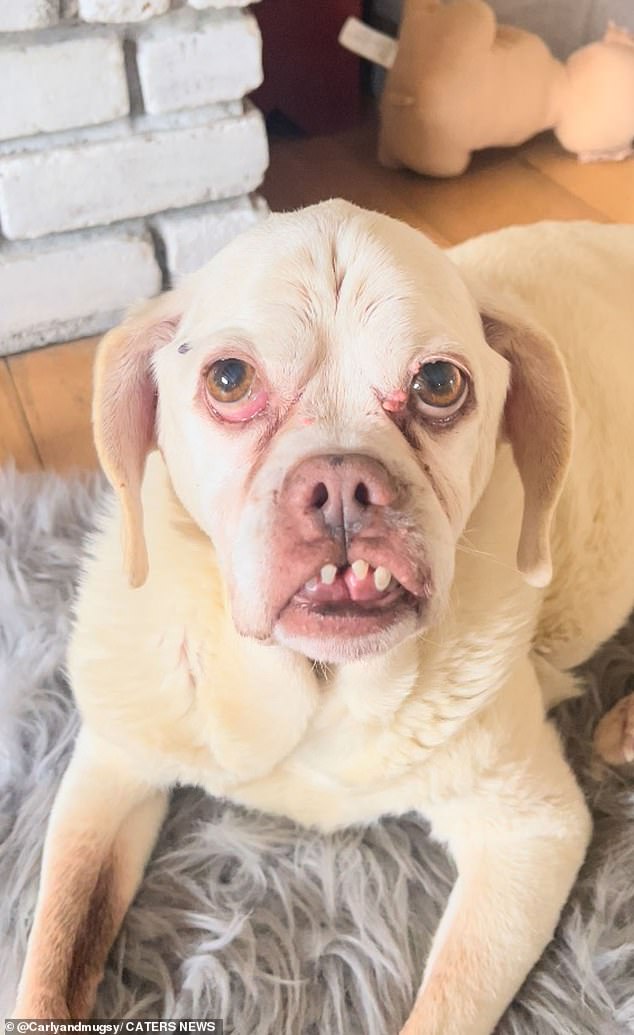Mugsy, ein 12 Jahre alter Mischlingshund mit beeindruckendem Unterbiss, hat dank der TikTok-Beiträge seines Besitzers Tausende von begeisterten Fans im Internet