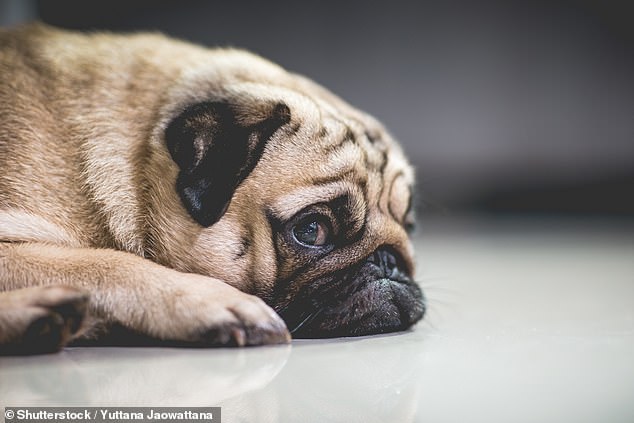 Tierärzte raten den Menschen, keine Möpse zu kaufen, da neue Forschungsergebnisse zeigen, dass Hunde mit flachem Gesicht häufiger an Schlafapnoe leiden – einer Erkrankung, die zu einem gestörten Schlafrhythmus führt (Archivbild)