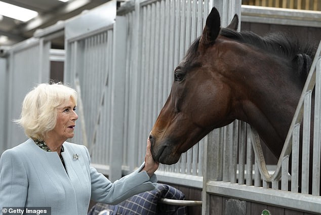 Königin Camilla schien überglücklich, als sie bei einem Besuch der British Racing School das ehemalige Rennpferd Percy Toplis traf