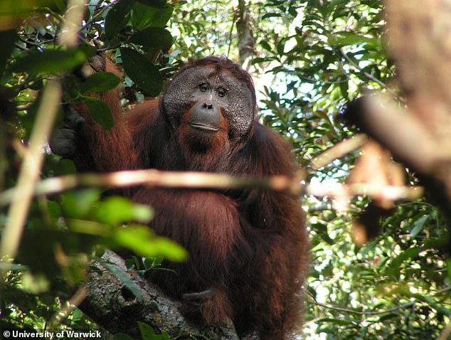 Das Tierreich ist voller seltsamer und wunderbarer Geräusche.  Aber Orang-Utans haben möglicherweise den einzigartigsten Klang von allen – wie sich herausstellte, können sie Beatboxen
