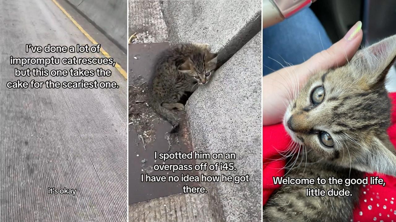 Ein glückliches Kätzchen wurde mitten auf einer stark befahrenen Autobahn gerettet