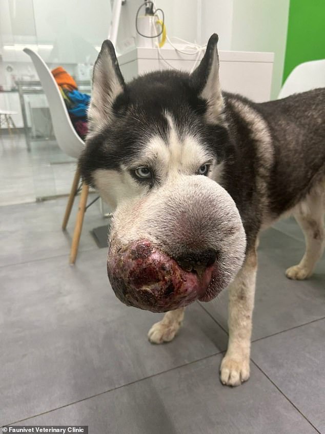 Der sechs Jahre alte Siberian Husky litt an einem Tumor an der Schnauze, der so groß war, dass er das Tier nicht mehr sehen und atmen konnte