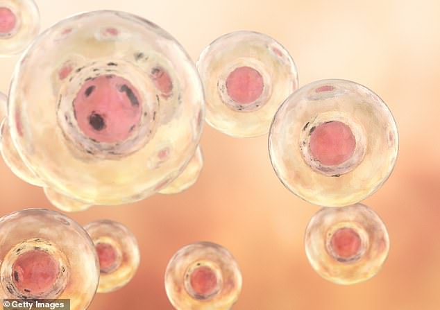 Die synthetische Struktur wurde aus menschlichen Stammzellen hergestellt, ohne dass Eier, Spermien oder Befruchtung erforderlich waren (Aktenfoto)