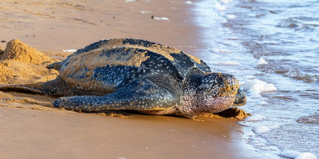 Eine Lederschildkröte am Strand