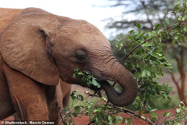 Elefanten fressen bis zu 137 verschiedene Pflanzenarten und passen ihre Ernährung je nach Wetterlage und eigenen Vorlieben an