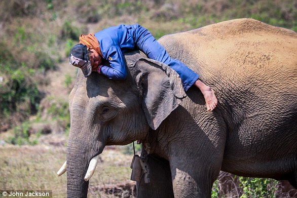 Eine neue Studie hat herausgefunden, dass Elefanten wie Menschen unterschiedliche Persönlichkeiten haben.  Sie können aggressiv, aufmerksam und kontaktfreudig sein.  Abgebildet ist ein Elefant mit seinem Mahout oder Reiter, mit dem das Tier jeden Tag in der Holzindustrie Myanmars arbeitet