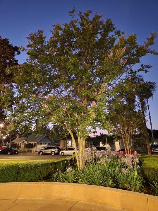 Tree at park Night Sight taken with Samsung Galaxy Z Fold 4.