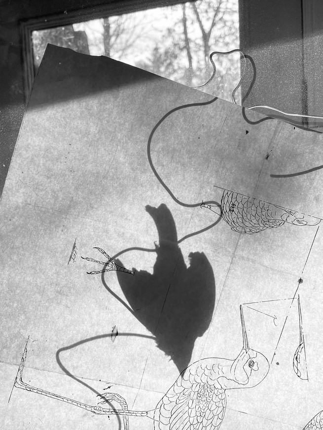 Der Schatten eines Vogels auf einem Blatt Papier, mit Abbildungen anderer Vögel