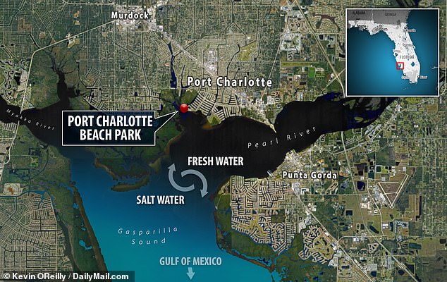 Port Charlotte Beach liegt dort, wo der Süßwasserperlfluss und das Salzwasser des Golfs von Mexiko zusammentreffen.  Dort kann Naegleria fowleri gedeihen