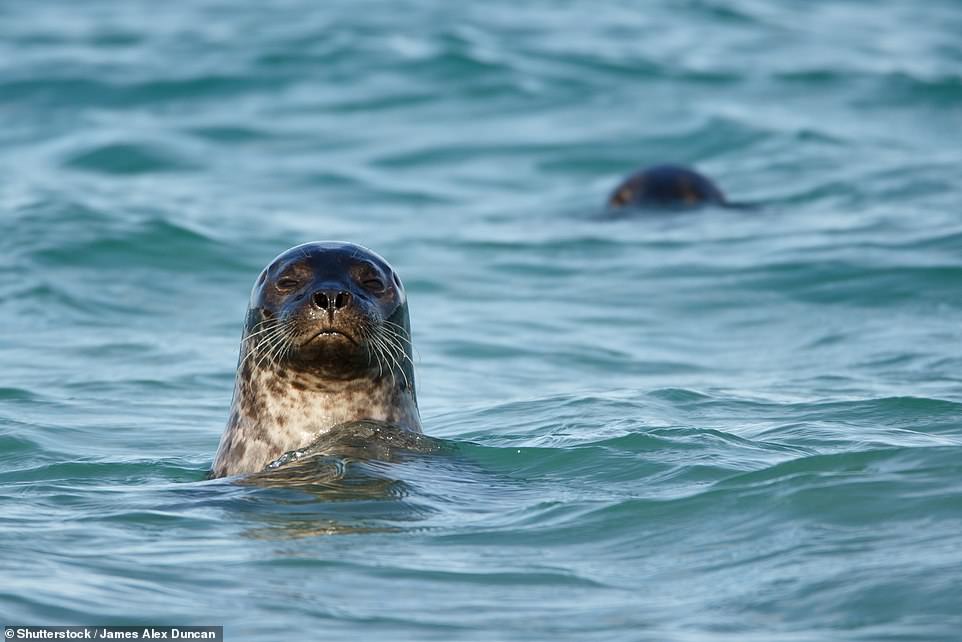 An den „unberührten“ Stränden der Isle of Coll könnten Sie neugierigen Robben begegnen, verrät Visit Scotland