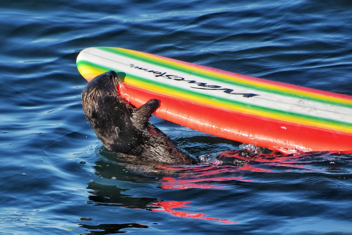 Ein Seeotter kaut auf einem bunten Surfbrett.