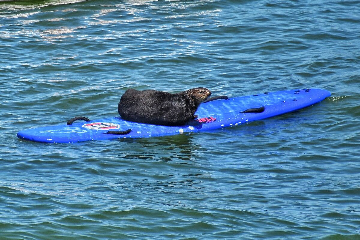 Ein Seeotter auf einem blauen Surfbrett im Meer.