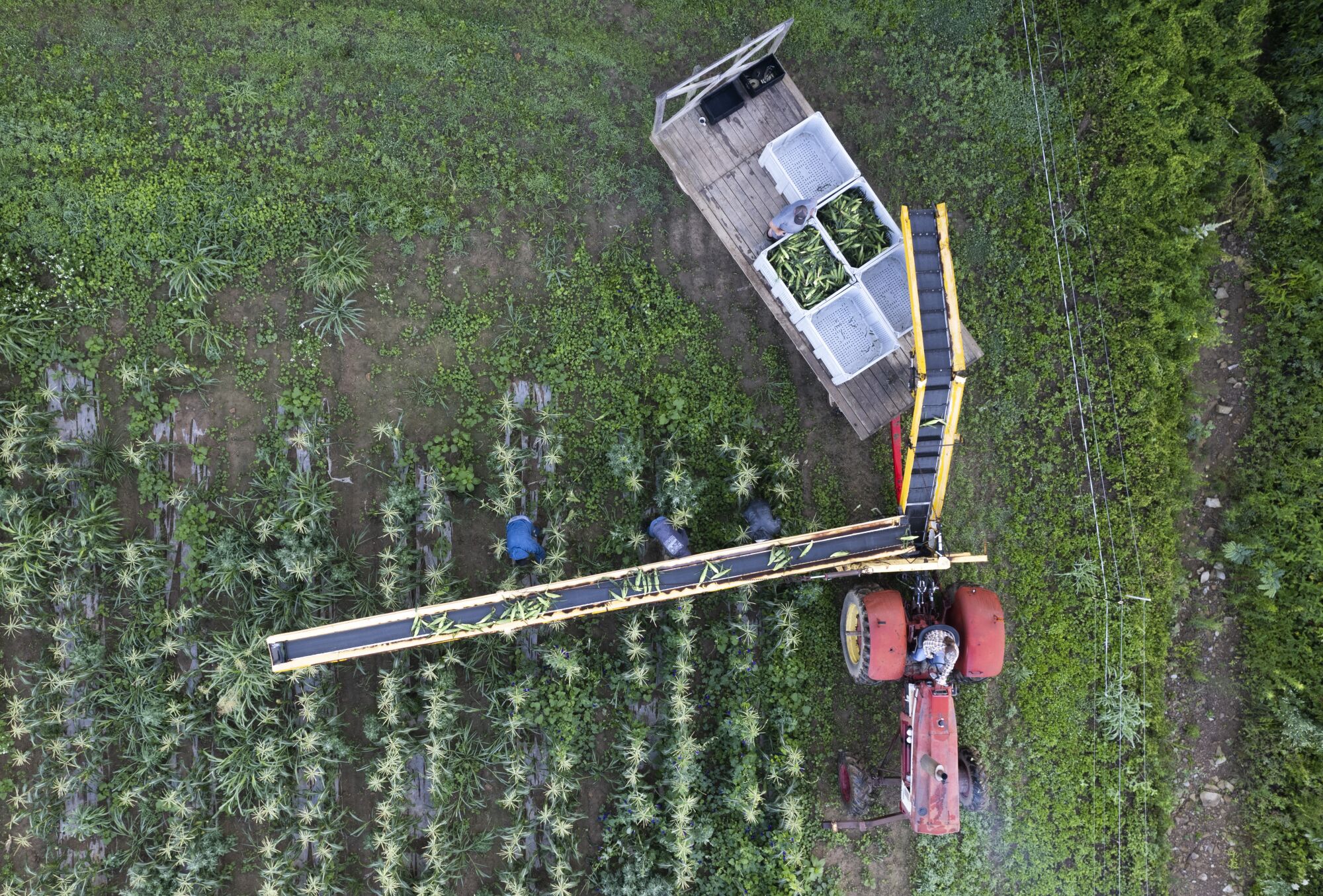 Eine Luftaufnahme zeigt Landarbeiter und Erntemaschinen in einem Maisfeld.