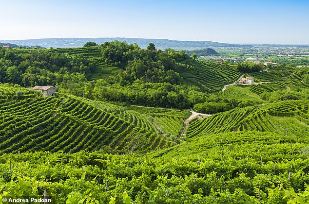 Laut Wissenschaftlern sind Bergweinberge, in denen Prosecco-Trauben angebaut werden, am stärksten durch Bodendegradation und Dürre gefährdet.  Im Bild: Prosecco-Weinberge im Sommer, Valdobbiadene, Italien