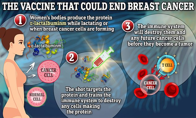 Der Impfstoff zielt auf ein Protein namens α-Lactalbumin ab, das nur im Körper vorhanden ist, wenn eine Frau stillt oder während der Brustkrebsentstehung.  Der Impfstoff trainiert das Immunsystem, Zellen zu zerstören, die dieses Protein herstellen. Das heißt, wenn Krebszellen entstehen, zerstört das Immunsystem sie und sie haben nie die Chance, sich zu einem Tumor zu vermehren