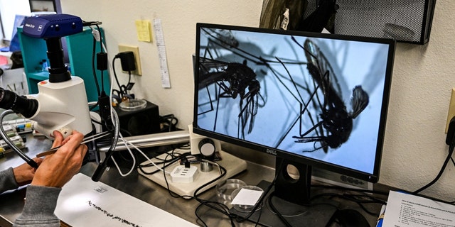 Gesundheitsbeamte der Sarasota County Mosquito Management Services untersuchen Exemplare von Anopheles-Mücken