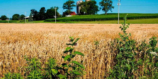 Ackerland in der Nähe von Janesville, Wisconsin