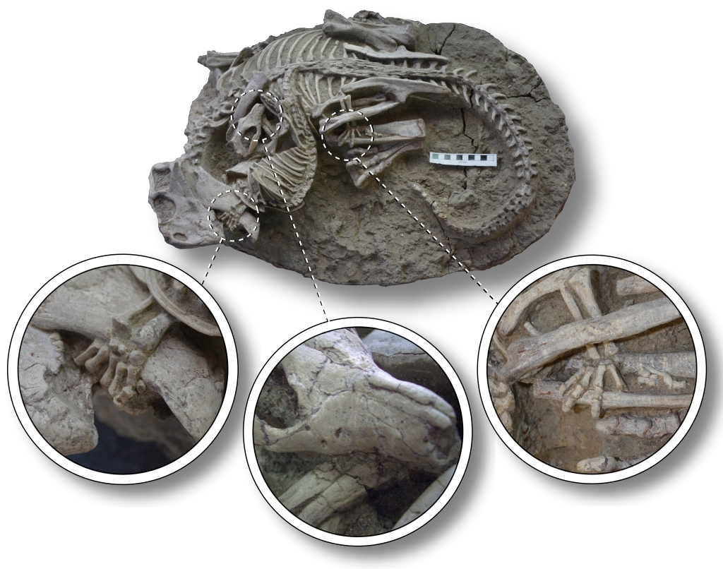Die Fossilien zeigen ein dachsähnliches Wesen, das in einen kleinen Dinosaurier beißt. 