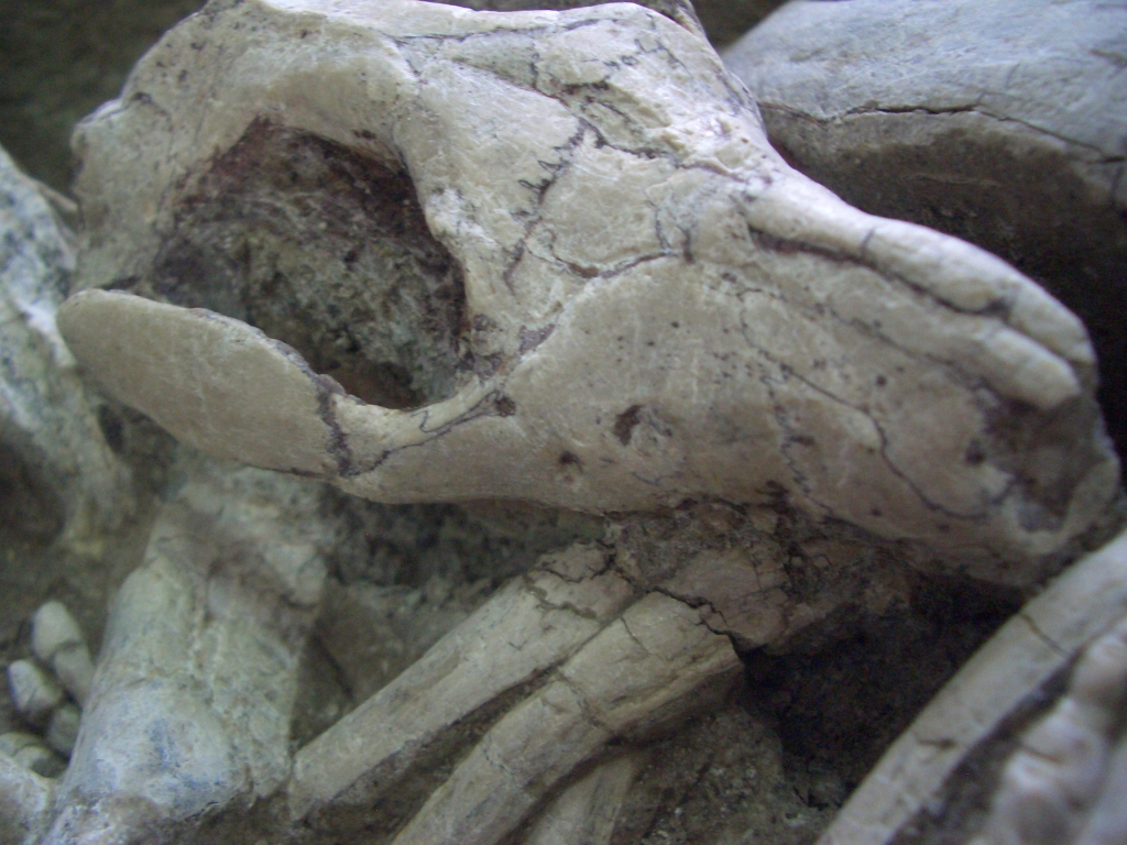 Dieses vom Canadian Museum of Nature bereitgestellte Bild eines Fossils zeigt ein Säugetier, das in die Rippen eines Dinosauriers beißt.