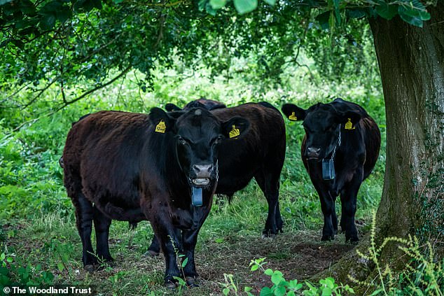 Der Woodland Trust, dem das Gelände gehört, hat sich an eine Herde von sechs Dexter-Kühen gewandt, um beim Schutz und der Wiederherstellung der Festung zu helfen – ebenso wie die 82 Hektar Waldfläche um sie herum