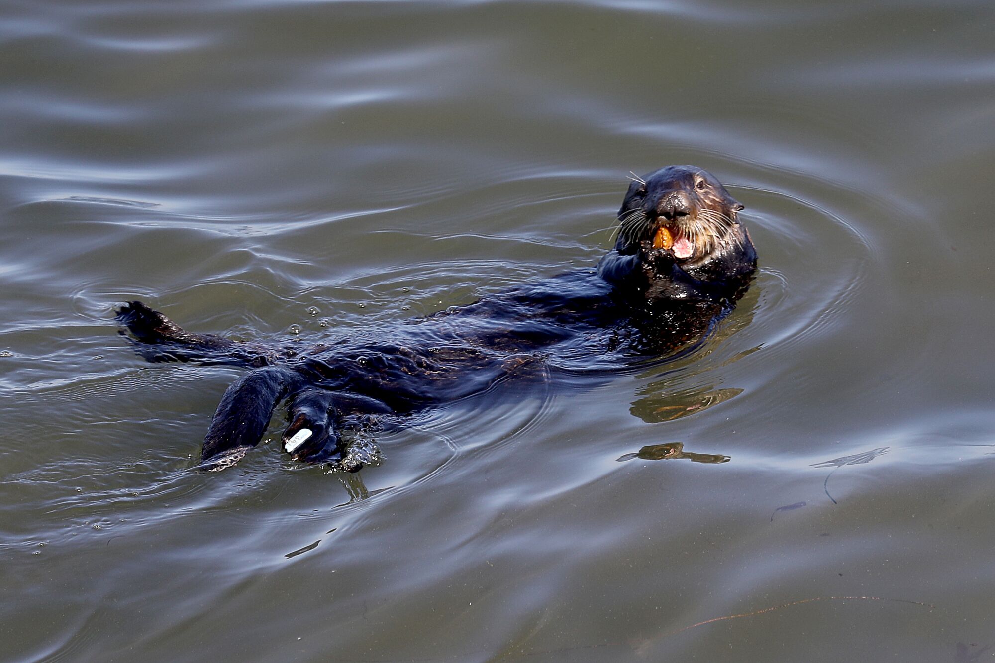 Ein Seeotter nagt an einem Schalentier, das auf seinem Rücken schwimmt