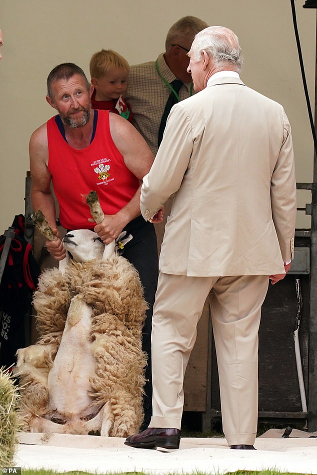 Pictured: King Charles watches sheep shearing during a visit to Theatr Brycheiniog in Brecon, Wales