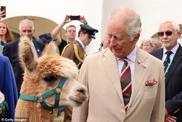 After Queen Camilla stroked the alpaca, King Charles happily posed for photos with the freshly shaved animal