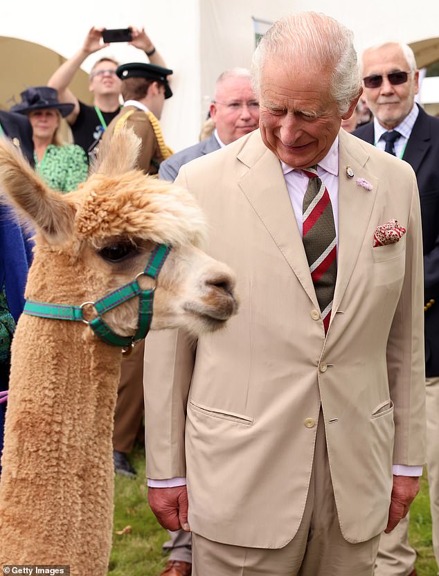 King Charles beams at the alpaca participating in a show in a field next to the community centre today
