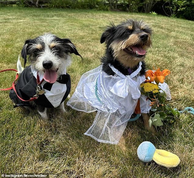 Tage nach seiner eigenen Hochzeit teilte Liev auf Instagram ein Foto seines Hundes Scout, wie er neben einem anderen Hund steht, und verkündete, dass sein Welpe seine „langjährige Liebe“ geheiratet habe.