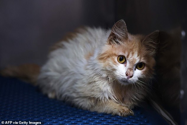 A domestic cat suffering from FIP in quarantine at a vet in Nicosia on June 20 2023