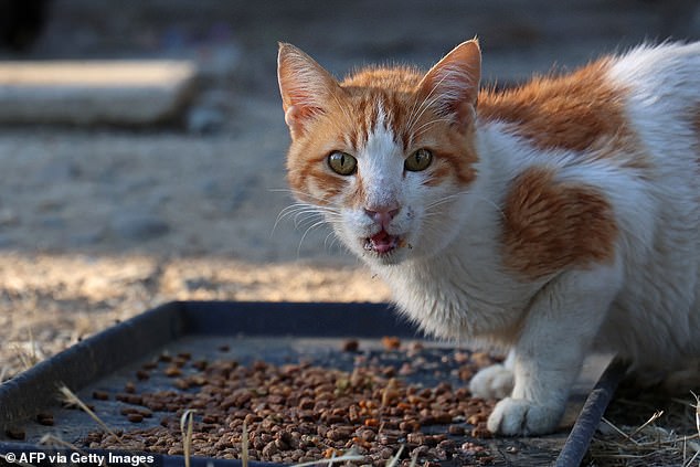 A stray cat eats at a shelter established by the municipality in Nicosia on June 22, 2023
