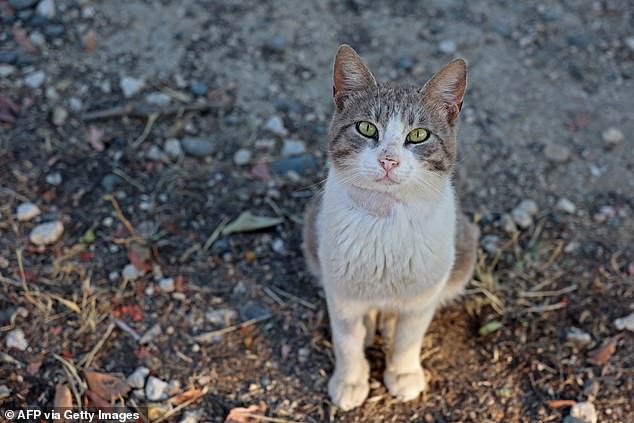 An abandoned cat suffering from FIP at a shelter established by the municipality in Nicosia on June 22, 2023