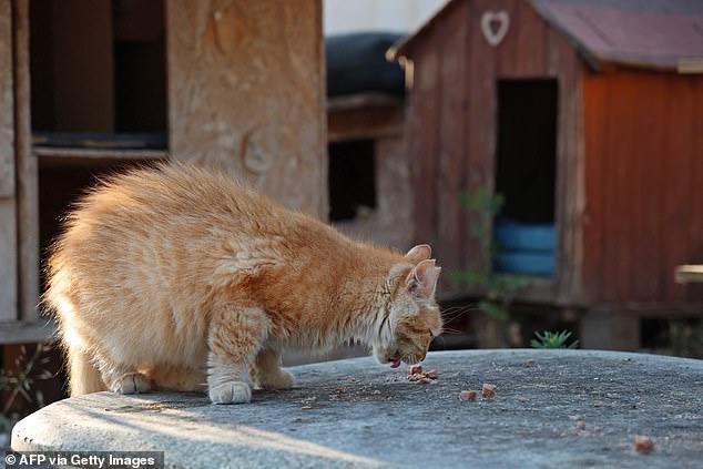 An abandoned cat eats at a shelter established by the municipality in Nicosia on June 22, 2023