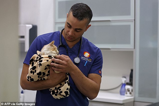Veterinarian Kostis Larkou tends to a cat suffering from FIP at clinic in Nicosia on June 20, 2023