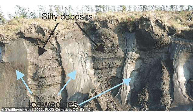 Deposits were extracted from Duvanny Yar outcrop on the Kolyma River in north-eastern Siberia in 2018