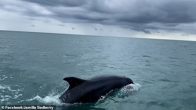 The lifeguard and healthcare assistant estimates she saw between 30 and 40 dolphins in one day after years of not seeing any