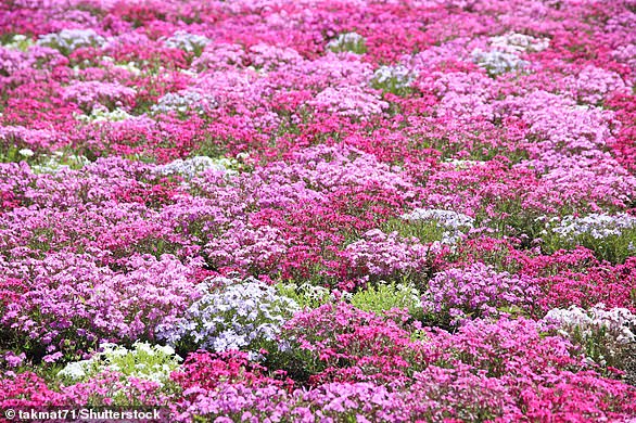 'Pink' is the common name for April's full moon as historically it heralded the appearance of moss pink (Phlox subulata)