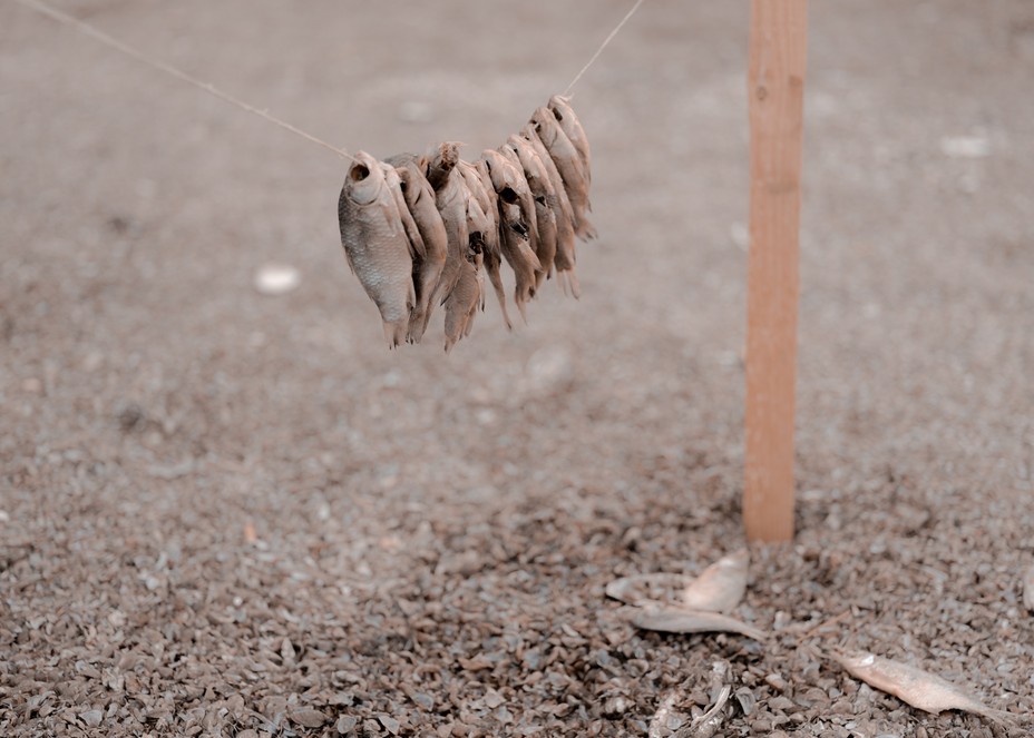 Dried out fish hang from a string