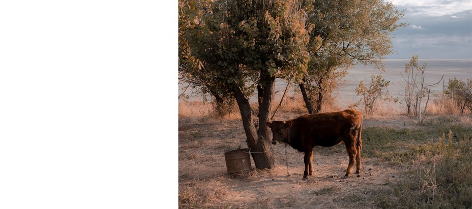 a cow in an arid landscape