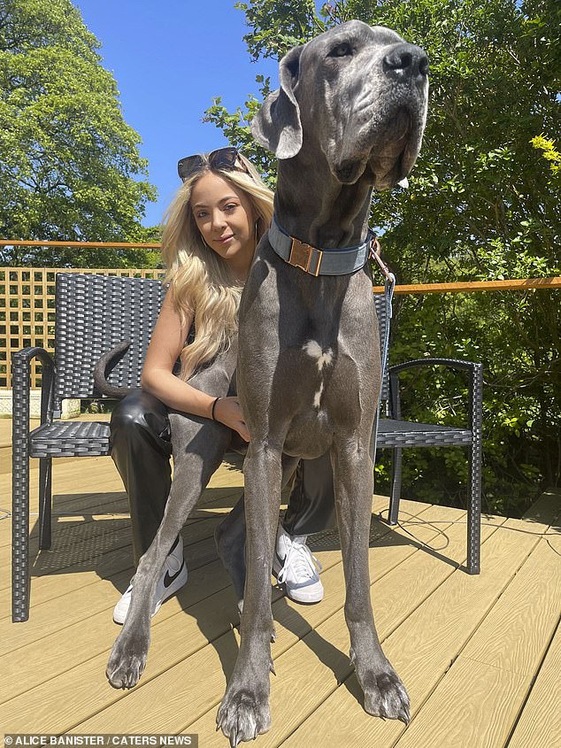 Wellington, two, is around 6ft 2ins, weighs 10 stone and is almost a foot taller than his owner Alice Banister, 21, from the Peak District