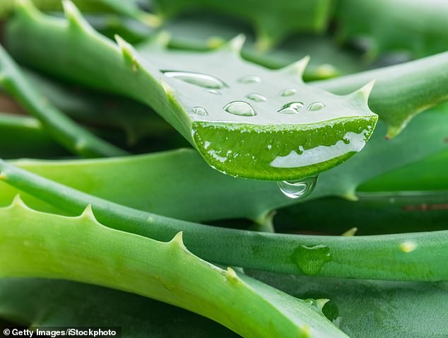 Aloe Vera (im Bild), der allgegenwärtige Pflanzenextrakt, der alltäglichen Hautpflegeprodukten, Nahrungsergänzungsmitteln und sogar Mundwässern und Zahnpasten zugesetzt wird, steht auf der Liste der „möglichen“ Karzinogene der WHO