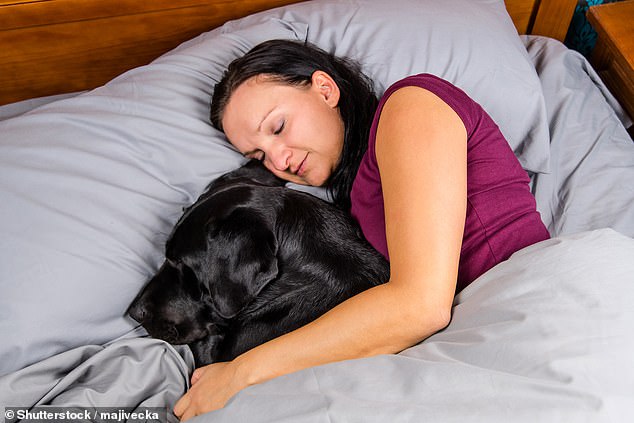 Die besten (und schlechtesten) Hunderassen, mit denen man sein Bett teilen kann, wurden in einer Studie des Schlaftechnologieunternehmens Simba enthüllt (Archivbild)