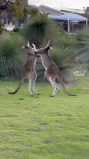 Kängurus wurden beim Kämpfen auf einem Golfplatz gesichtet