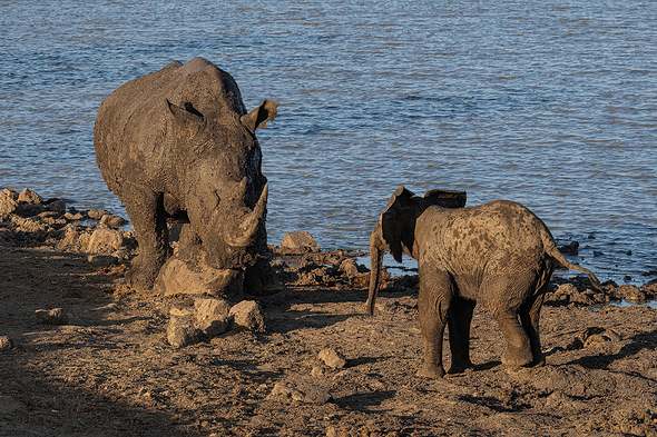 Ein einjähriges Elefantenkalb nähert sich zum Spielen einem Breitmaulnashorn, unter ihm Erde und dahinter ein Gewässer